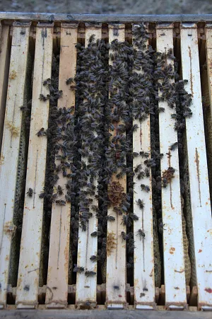 Bienensitz Bienensitz