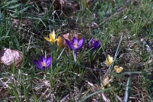 Blumen im März Blumen im März