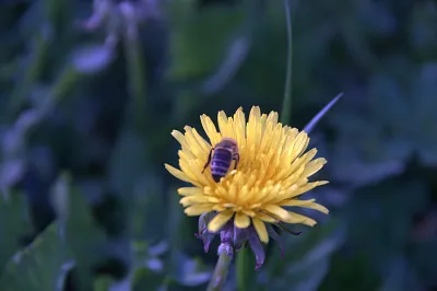 Biene auf Blume Biene auf Blume
