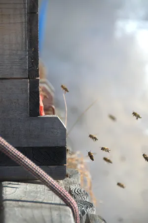Bienenstöcke Flugloch Bienenstöcke Flugloch
