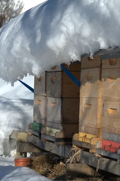 Bienenstöcke im Schnee Bienenstöcke im Schnee