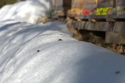 Bienenstock im Winter Bienenstock im Winter